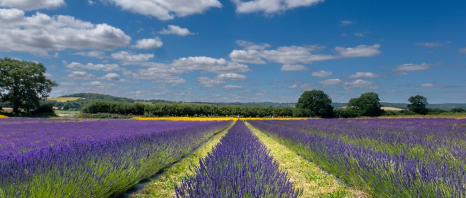 The Lavender Fields, Hampshire on a summer's day